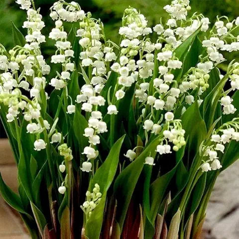 Lily of the Valley Green Easy Grow Plant - for planting in home garden